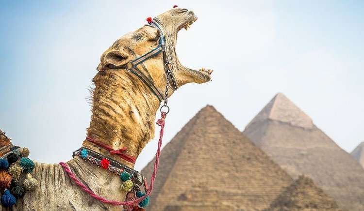 Tur operatörleri Mısır'a tur satışlarını askıya aldı