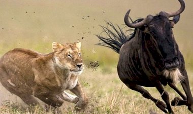 Tanzanya, Afrika'nın En Büyüleyici Destinasyonu Seçildi