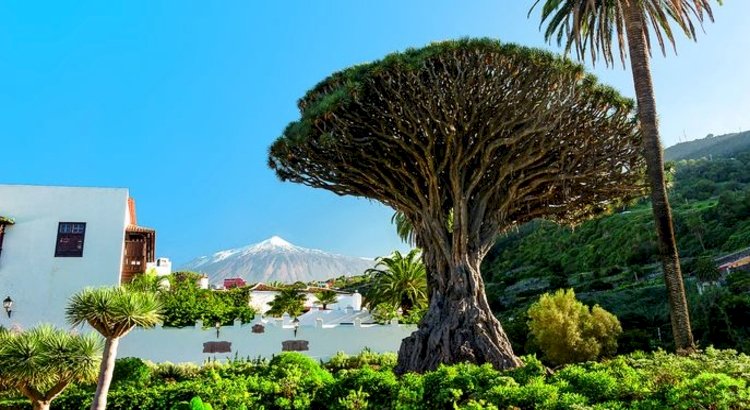 Tenerife görünüşe göre turistlerin girmeye devam etmesine izin veriyor