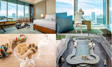 Evcil Hayvan Dostu Conrad Otel konsepti