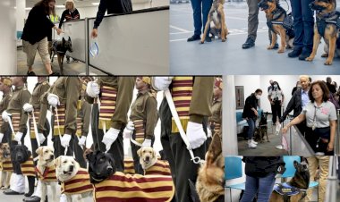 Miami covid Dedektör Köpekleri, Havaalanında Denedi