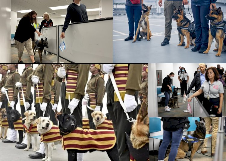 Miami covid Dedektör Köpekleri, Havaalanında Denedi